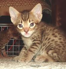 OCICAT3